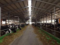 340 férőhelyes pihenőboxos tejelőmarhaistálló