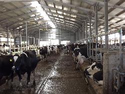 340 férőhelyes pihenőboxos tejelőmarhaistálló